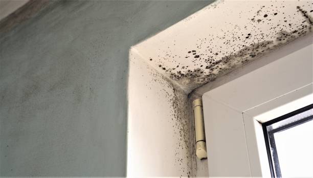 Best Environmental Consulting for Mold Prevention  in Hopatcong, NJ