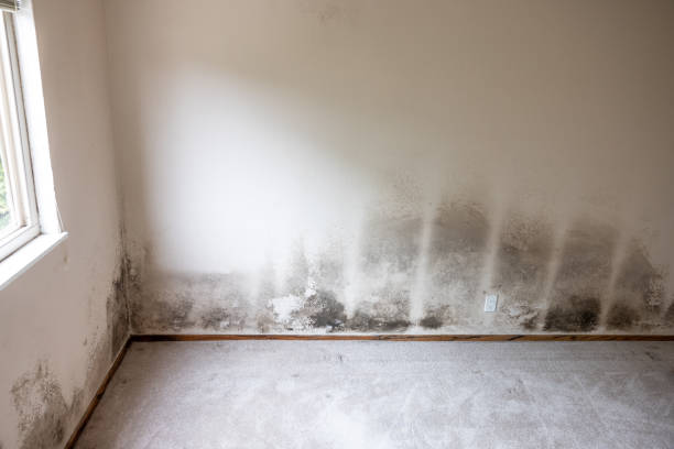 Best Industrial Mold Remediation  in Hopatcong, NJ